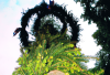  Thumb Maibaum-Setzen 25. + 30.05.2014