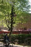  Pfingbaum-Setzen 15. + 16.05.2016