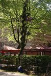  Pfingbaum-Setzen 15. + 16.05.2016
